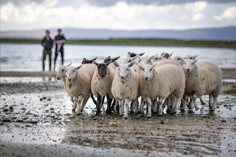 working dogs herding sheep on Ardros Farm