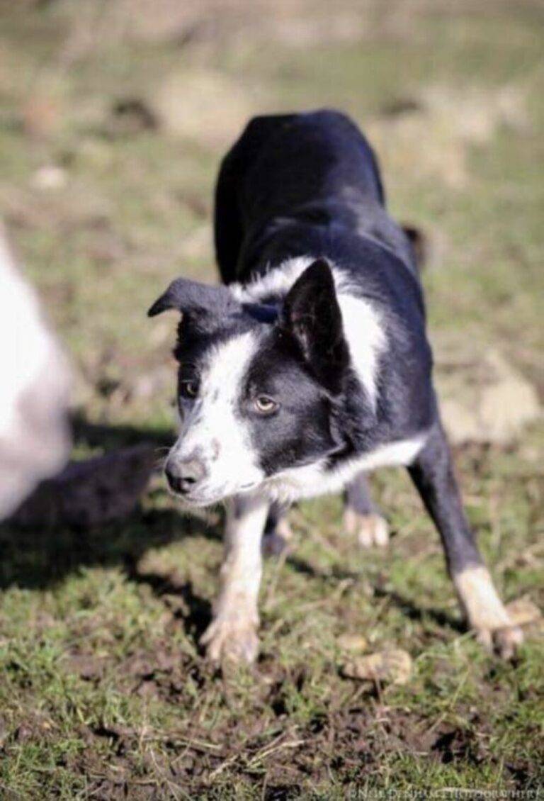 working collie dogs from Emma Gray Shepherdess