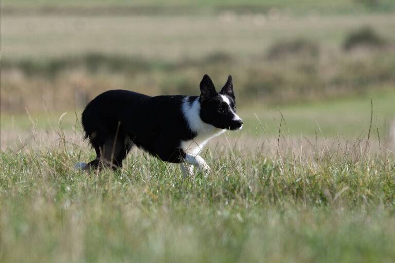 sheepdog for sale from Emma Gray Shepherdess