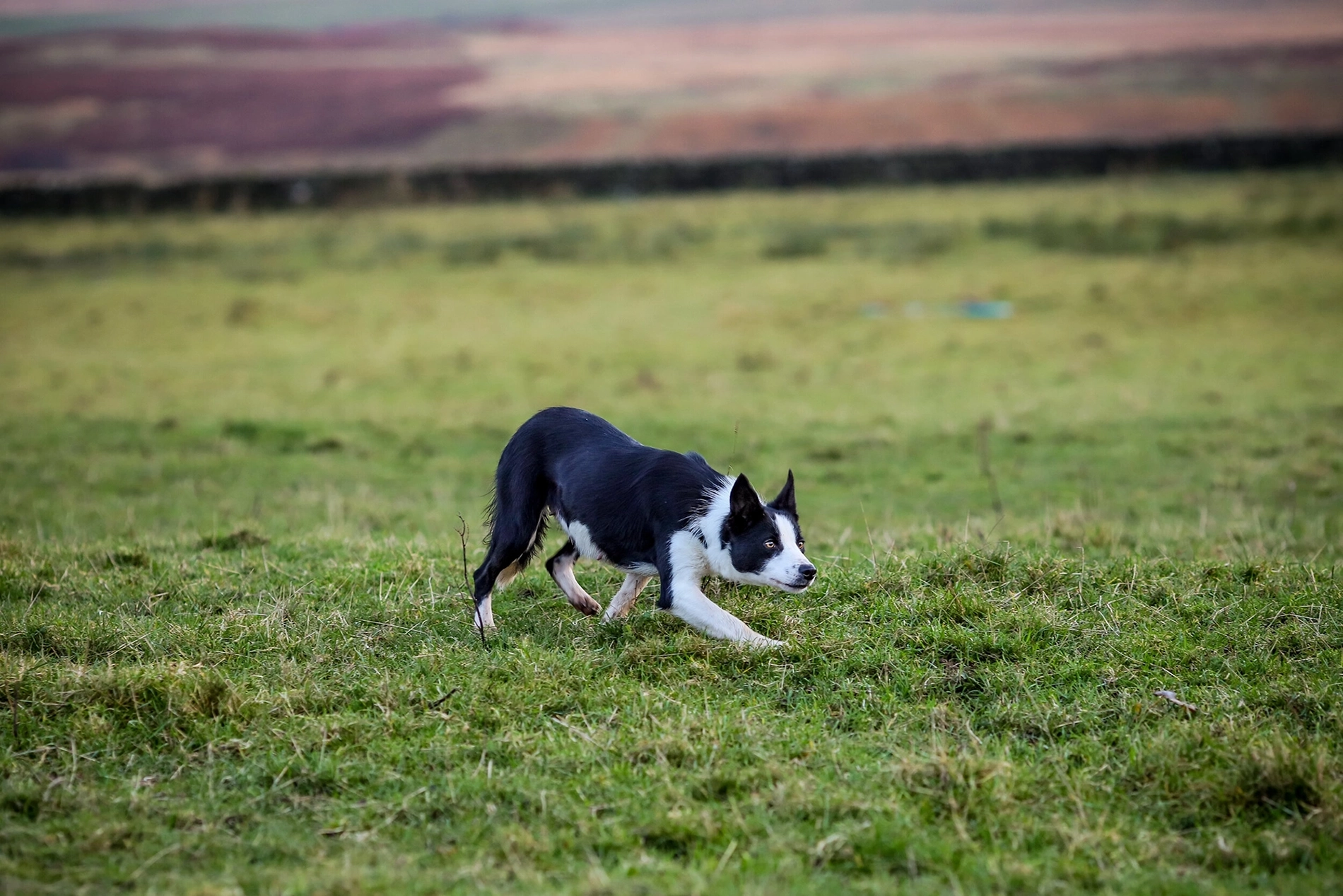 dogs-graylees-rita-featured