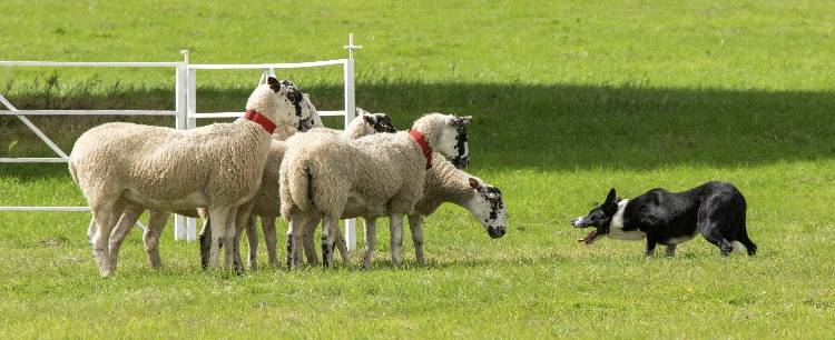 Tweeddale sheepdogs hot sale