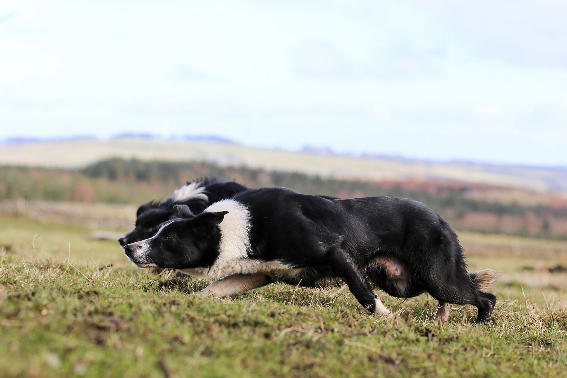 dogs-tweedledale-jamie-featured