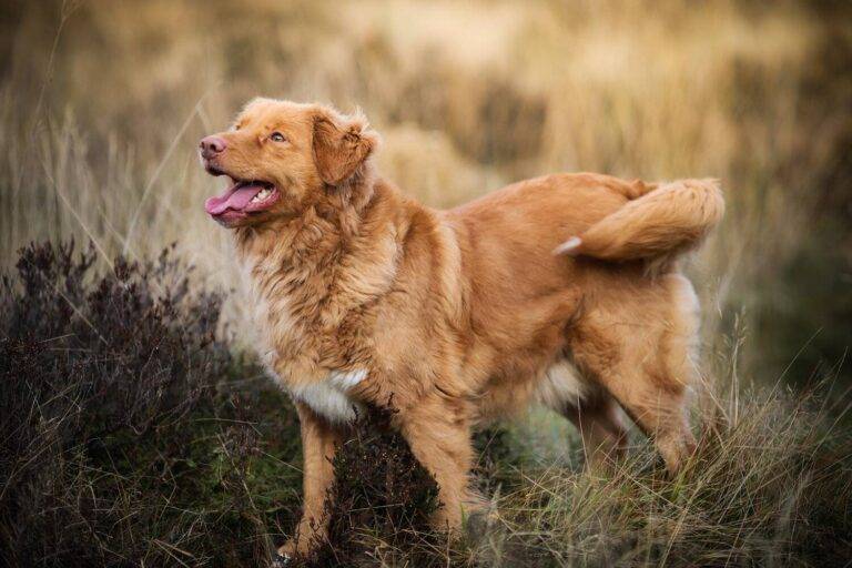 forsale-nsdtr-fen-768x512