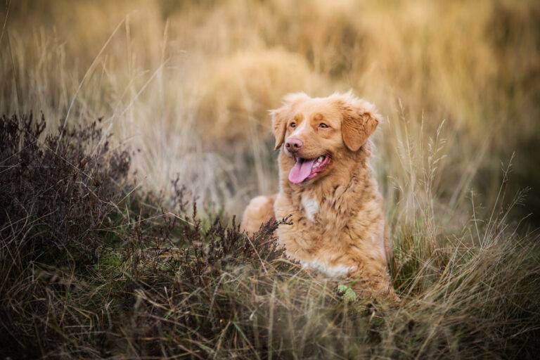 forsale-nsdtr-flora-768x512