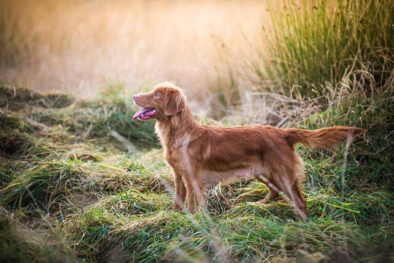 forsale-nsdtr-sansa-768x512